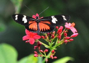 _butterflypavco_20100123_lah_7502-2