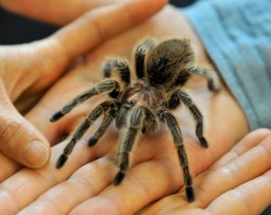 chilean-rose-hair-tarantula-gramastola-rosea_butterflypavco_20100123_lah_7402