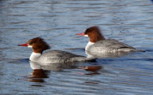 Common Mergansers females @FCNC 2009-01-21 LAH 661r
