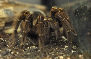 goliath-birdeater-theraphosa-blondi_butterflypavco_20100123_lah_7840