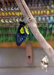hatching_butterflypavco_20100123_lah_7762