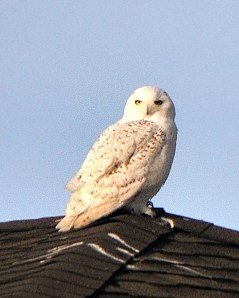snowy-owl_peytonco_20100110_lah_6250-1