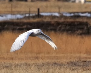 snowy-owl_peytonco_20100110_lah_6306-1