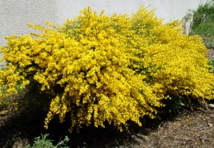 cytisus-purgans-spanish-gold-broom-dbg-lah-r