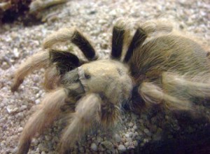 desert-tarantula-female-desertmuseumtucsonaz-2009-03-23-lah-710