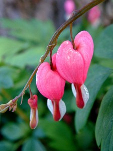Bleeding Heart seeds need chilling.