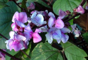 dolichos-lablab-hyacinth-bean-extoffice-demogarden-7sept2005-lah-021r