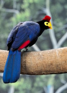 Lady Ross' Turaco_DenverZoo_20091007_LAH_3617x-1