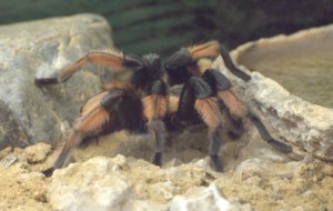 mexican-redleg_butterflypavco_20100123_lah_7882
