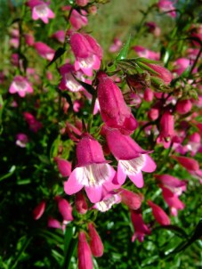 penstemon-red-rocks-extdemogarden-2008sept25-lah-264