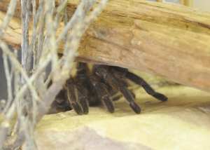 sugar-city-brown-aphonopelma-coloradanum_butterflypavco_20100123_lah_7865xc