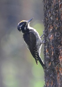 american-3-toed-woodpecker-grandlake_6266