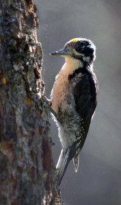 american-3-toed-woodpecker-grandlake_6285