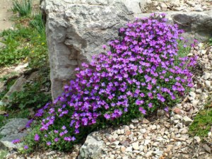aubrieta-deltoidea-dbg-lah-002