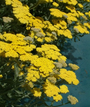 achillea-filipendula-yarrow-dbg-lah-012