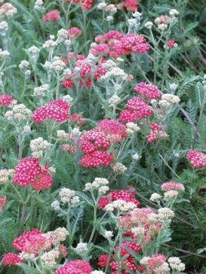 achillea-millefolium-paprika-plant