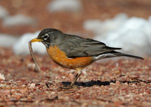 american-robin-with-worm_blkforest_20100424_lah_3482