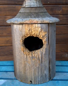 chewed-nest-box_blkforest_20100401_lah_1225nef