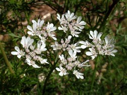 cilantro-bloom-home-lah-003