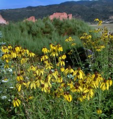 echinacea-paradoxa-yellow-coneflower-xg-9aug05-lah-015