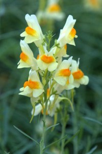 Toadflax is on Colorado’s Noxious Weed List “B” 