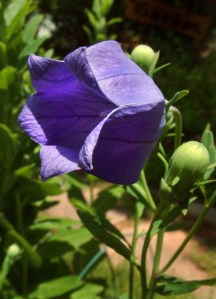 platycodon-grandiflorus-balloonflower-dbg-lah-002r