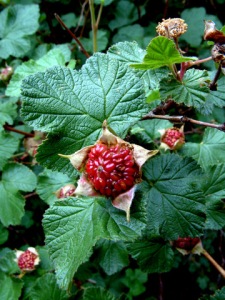 rubus-deliciosus-boulder-raspberry-cc-2003jul06-lah-004