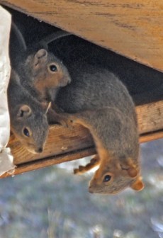 3-squirrels-in-roof