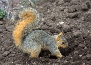 fox-squirrel-digging-up-garden_dbg_20100417_lah_2903
