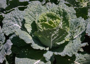 savoy_cabbage_dbg_lah_7724