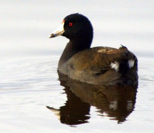 american-coot_ridgefieldnwr-wa_lah_8614-1