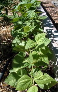 bean-plants-home-lah