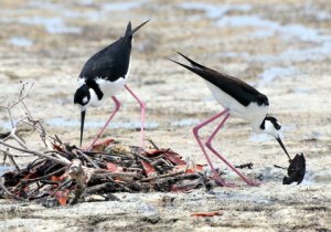 Black-necked Stilts building nest, Puerto Rico