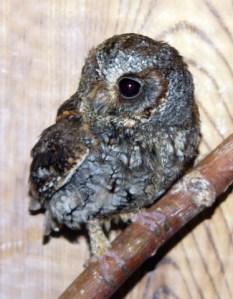 flammulated-owl-pueblo-raptor-center-cdb