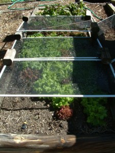 lettuce-bed-shaded-home-lah-002