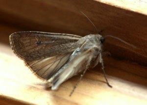 miller-moth_blkforest-co_lah_3339