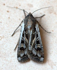 miller-moth_home_lah_8293