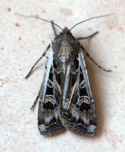 miller-moth_home_lah_8293