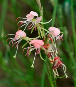 scarlet-gaura_corralbluffsco_lah_0392-1