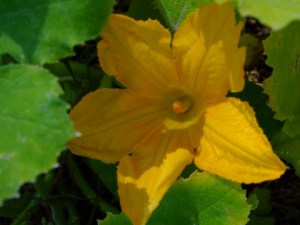 Squash blossom @home 2008sept23 LAH 253