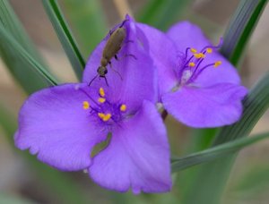 tradescantia_spiderwort_corralbluffsco_lah_0398-1