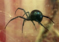 black-widow_bcnc_lah_1832