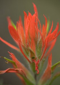 castilleja_indian-paintbrush_emeraldvalley-co_lah_3314