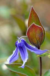 clematis_cottonwoodxg_lah_2482