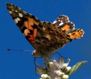 _emeraldvalley-co_lah_2884