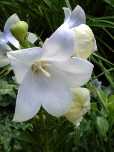 platycodon-grandiflorus-albus-balloon-flower-dbg-lah-321r-1
