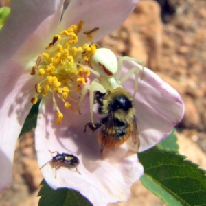 spider-eating-bee-on-wild-rose-emeraldvalley-20089jun23-lah-012-1