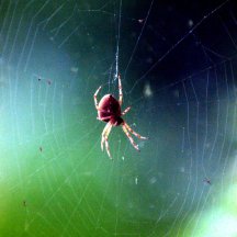 spider_browns-tacoma_20091016_lah_4079