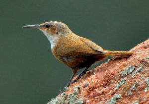 canyon-wren_redrocksranch-hwy115-co_lah_6770-1