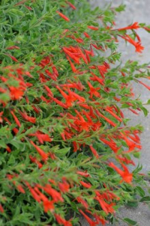 epilobium-california-fuschia_xg_090720_lah_7367